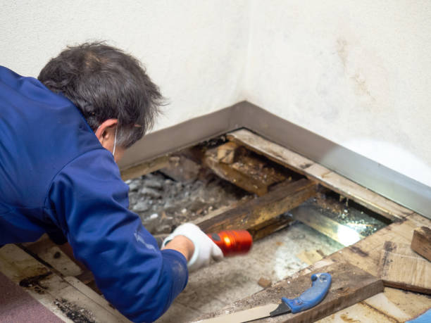 Best Water Damage Restoration  in Savoy, IL