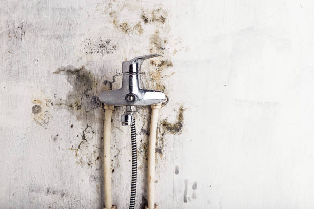 Best Mold Remediation Experts  in Savoy, IL