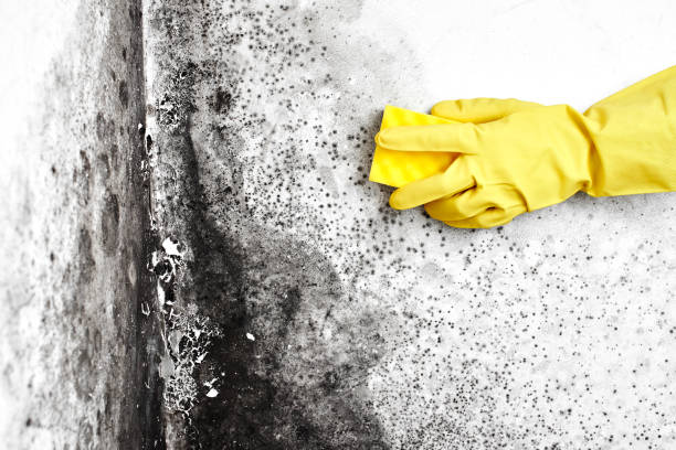 Trusted Savoy, IL Mold Removal Experts