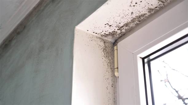 Best Fast Mold Removal  in Savoy, IL