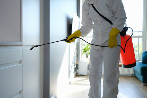 Best Home Mold Removal  in Savoy, IL