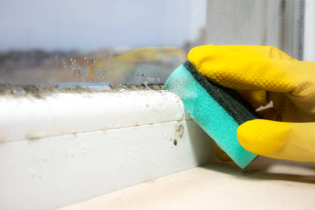 Best Attic Mold Removal  in Savoy, IL