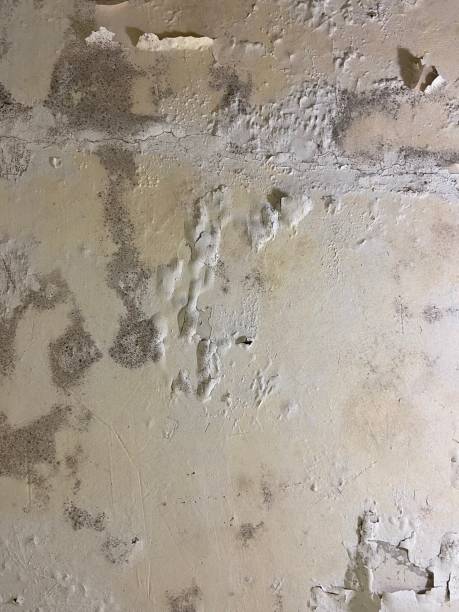Best Commercial Mold Removal  in Savoy, IL