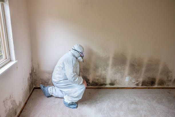 Best Toxic Mold Removal  in Savoy, IL