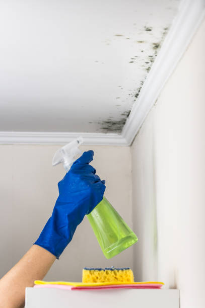 Best Mold Remediation  in Savoy, IL